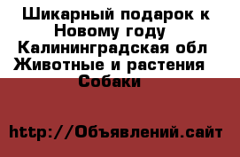 Шикарный подарок к Новому году - Калининградская обл. Животные и растения » Собаки   